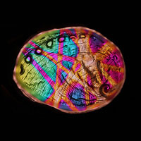 Cast Glass / Abalone / Green Backlight / 3.75”