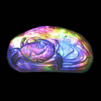 Cast Glass / Crab / Clear / 4.5”