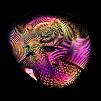 Cast Glass / Snail / Purple / 3”