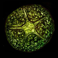 Cast Glass / Star Backside / Purple / 3.25”