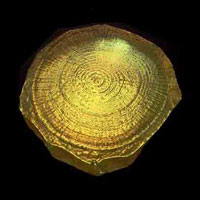 Cast Glass / Tree Stump / 4.5”