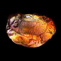 Cast Glass / Trilobite Single 2 / 4”