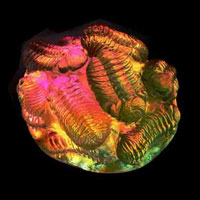 Cast Glass / Trilobites / 4.75”