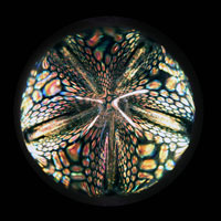 Lampworked / Diachromatic / Star / Gold / 2.5”