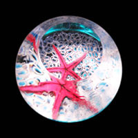 Lampworked / Starfish / Coral / Red / 2.5”