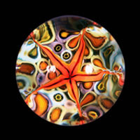 Lampworked / Starfish / Orange / 2.5”